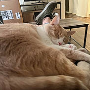 Little One joined the competition — help win amazing prizes! cat, sleeping, orange_cat, white_cat, pet, indoor, living_room, table, shoe, footwear, relaxing, furniture, television, cardboard_box, floor, wood_floor, person, cozy, resting, domestic_animal
