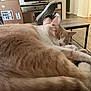 cat, sleeping, orange_cat, white_cat, pet, indoor, living_room, table, shoe, footwear, relaxing, furniture, television, cardboard_box, floor, wood_floor, person, cozy, resting, domestic_animal