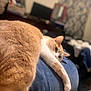 cat, orange_cat, white_cat, pet, animal, indoor, relaxed, lounging, denim, clothing, person, lap, feline, fur, stretching, cozy, blurred_background, home, resting, cute