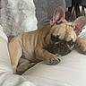 Baïa a rejoint le concours — aidez-le/la à gagner de superbes lots ! dog, puppy, french_bulldog, brown, small_dog, resting, couch, blanket, pillow, indoor, home, furniture, relaxed, cozy, fur, ears, pet, animal, laying_down, cute
