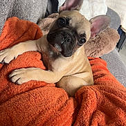 Baïa a rejoint le concours — aidez-le/la à gagner de superbes lots ! dog, puppy, french_bulldog, orange_blanket, couch, cozy, indoor, pet, cute, ears, pillow, relaxed, looking_at_camera, soft_texture, brown_fur, black_muzzle, small_dog, snout, domestic_animal, companion