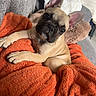 dog, puppy, french_bulldog, orange_blanket, couch, cozy, indoor, pet, cute, ears, pillow, relaxed, looking_at_camera, soft_texture, brown_fur, black_muzzle, small_dog, snout, domestic_animal, companion
