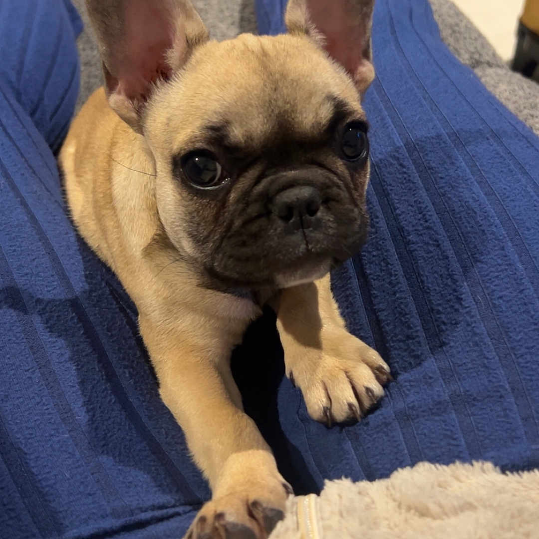 Baïa a rejoint le concours — aidez-le/la à gagner de superbes lots ! french_bulldog, puppy, dog, pet, animal, lap, blue_pants, fuzzy_jacket, cozy, indoor, cute, small_dog, looking_up, ears_up, person, legs, floor, close_up, companion, domestic_animal