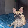 Baïa a rejoint le concours — aidez-le/la à gagner de superbes lots ! dog, french_bulldog, bed, blanket, blue, indoor, pet, animal, ears, curtains, bedroom, fur, canine, looking, sitting, cute, companion, domestic, pup, resting