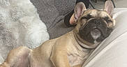 Baïa a rejoint le concours — aidez-le/la à gagner de superbes lots ! dog, french_bulldog, couch, living_room, relaxed, pet, indoor, furniture, pillow, human_legs, comfort, snack_text, text_overlay, cozy, resting, animal, canine, domestic, home, casual