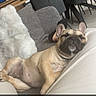 dog, french_bulldog, couch, living_room, relaxed, pet, indoor, furniture, pillow, human_legs, comfort, snack_text, text_overlay, cozy, resting, animal, canine, domestic, home, casual