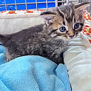 Leo joined the competition — help win amazing prizes! kitten, cat, tabby, blue_eyes, furry, cute, pet, animal, small, soft, blanket, cushion, indoor, closeup, young, fur, whiskers, resting, comfort, curious