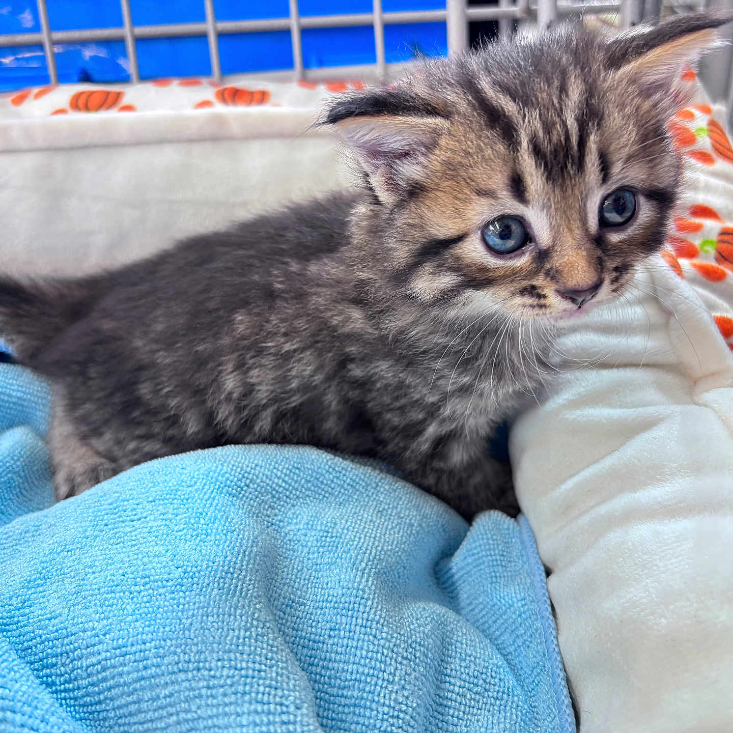 Leo joined the competition — help win amazing prizes! animal, blanket, blue_eyes, cat, closeup, comfort, curious, cushion, cute, fur, furry, indoor, kitten, pet, resting, small, soft, tabby, whiskers, young