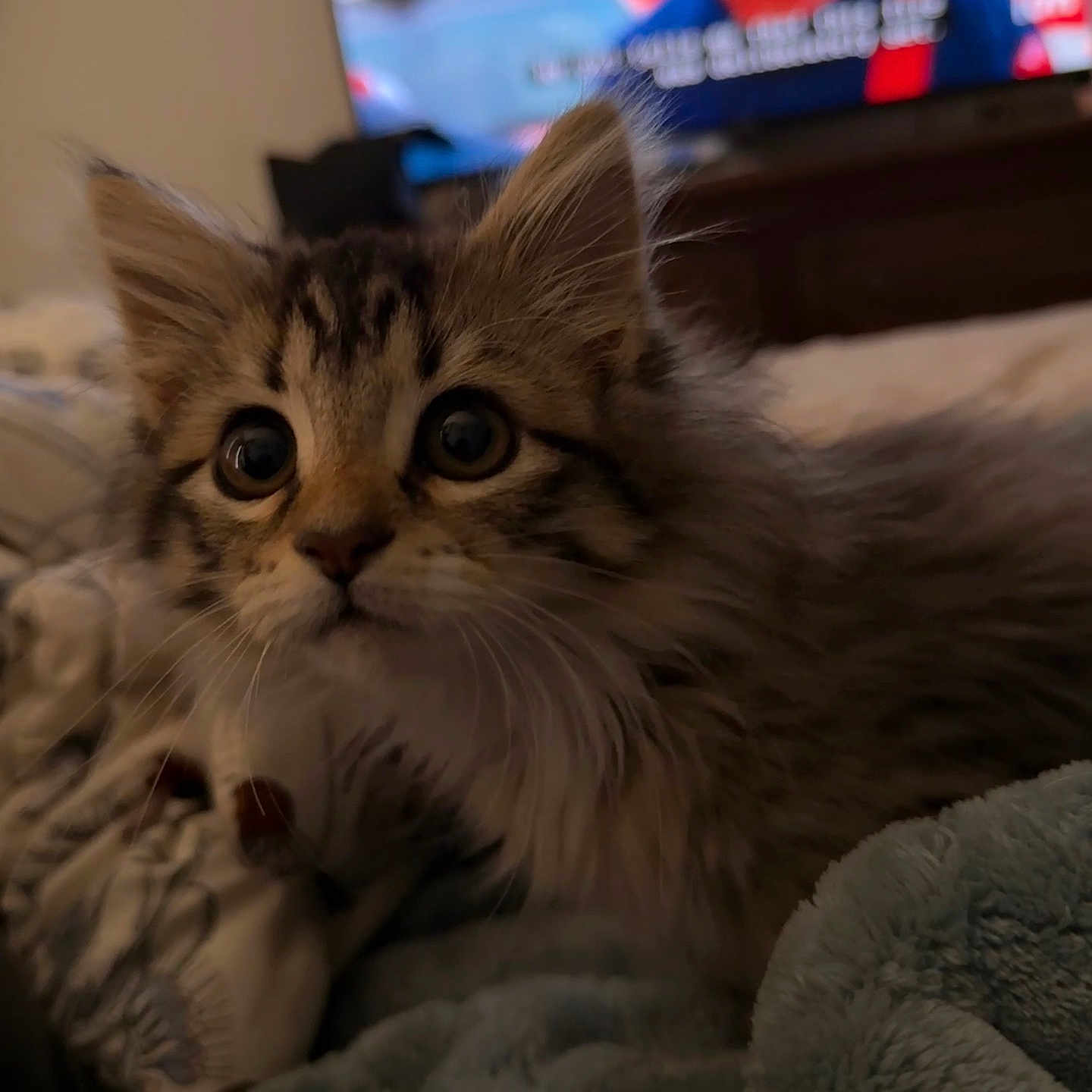 Serenity is registered to the contest to win money with this photo: kitten, cat, pet, animal, furry, close_up, indoor, blanket, bed, cozy, cute, young, whiskers, ears, fur, television, blurred_background, subtitles, person, home