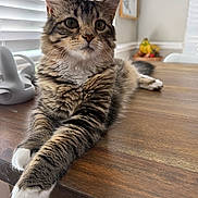 Serenity is registered to the contest to win money with this photo: cat, tabby, fur, pet, animal, indoor, table, wood, paws, relaxed, curious, blinds, window, fruit_basket, kitchen, home, domestic, whiskers, ears, face