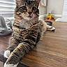cat, tabby, fur, pet, animal, indoor, table, wood, paws, relaxed, curious, blinds, window, fruit_basket, kitchen, home, domestic, whiskers, ears, face