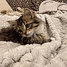 Serenity is registered to the contest to win money with this photo: kitten, cat, fluffy, cute, blanket, soft, cozy, indoor, pet, fur, animal, resting, comfort, closeup, young, tabby, whiskers, relaxing, pillow, home