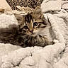 Serenity is registered to the contest to win money with this photo: kitten, cat, fluffy, pet, animal, feline, cute, cozy, blanket, soft, indoor, resting, young, whiskers, ears, eyes, fur, comfort, pillow, domestic