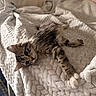 kitten, cat, tabby, feline, pet, cozy, blanket, texture, indoor, resting, stretching, cute, fur, paw, animal, sleepy, soft, warm, comfort, home