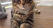 Serenity joined the competition — help win amazing prizes! cat, tabby, feline, pet, animal, indoor, table, wooden_table, window_blinds, curious, paws, fur, striped, whiskers, close_up, relaxed, light, natural_light, domestic_cat, mammal