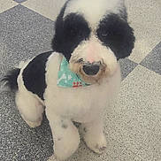 Axel joined the competition — help win amazing prizes! animal, bandana, black_and_white, canine, companion, cute, dog, domestic, fluffy, friendly, fur, gentle, indoor, leash, paw, pet, sitting, tile_floor, waiting, young_dog