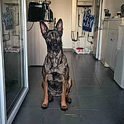 Strella a rejoint le concours — aidez-le/la à gagner de superbes lots ! dog, sitting, indoors, kitchen, tile_floor, doorway, pet, guard_dog, alert, brown_dog, domestic_animal, animal, canine, ears_up, looking_at_camera, home_interior, appliances, floor, window, shadow