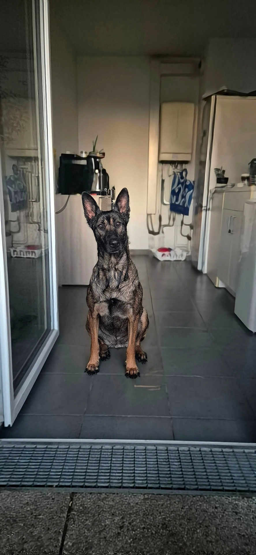 Strella a rejoint le concours — aidez-le/la à gagner de superbes lots ! dog, sitting, indoors, kitchen, tile_floor, doorway, pet, guard_dog, alert, brown_dog, domestic_animal, animal, canine, ears_up, looking_at_camera, home_interior, appliances, floor, window, shadow