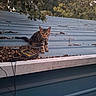 cat, kitten, tabby, animal, pet, sitting, outdoor, rooftop, corrugated_metal, autumn, trees, leaves, twigs, tail, ears, whiskers, striped_fur, portrait, technology, nature