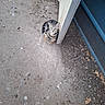 Google is registered to the contest to win money with this photo: cat, tabby_cat, kitten, animal, pet, feline, striped_fur, green_eyes, sitting, looking_up, outdoor, concrete, ground, metal_panel, door, leaves, debris, curious, portrait, photography