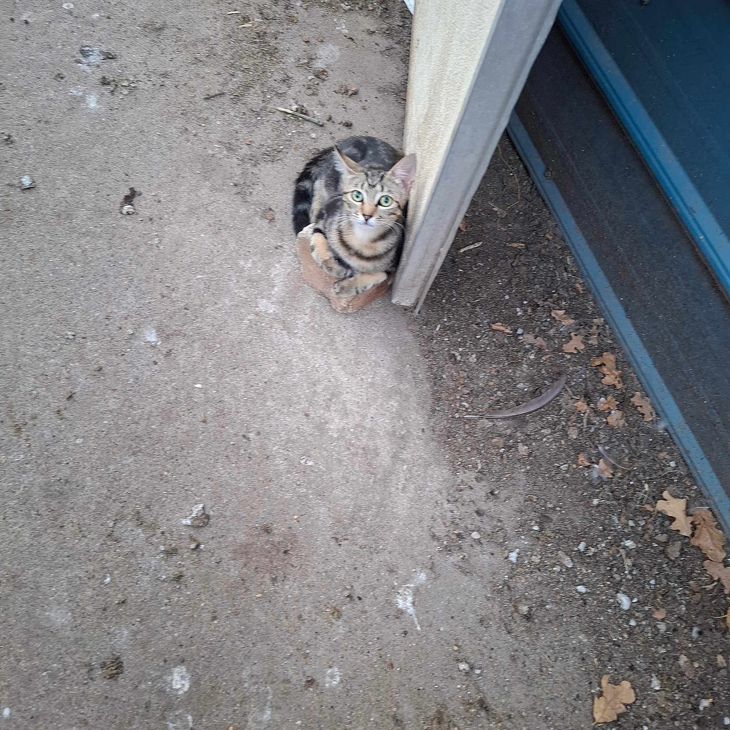 Google is registered to the contest to win money with this photo: cat, tabby_cat, kitten, animal, pet, feline, striped_fur, green_eyes, sitting, looking_up, outdoor, concrete, ground, metal_panel, door, leaves, debris, curious, portrait, photography