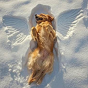 Ginger joined the competition — help win amazing prizes! dog, golden_retriever, snow, snow_angel, outdoor, animal, pet, lying_down, happy, relaxed, winter, sunlight, fur, nature, playful, cold, canine, mammal, joyful, scenic