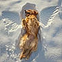 dog, golden_retriever, snow, snow_angel, outdoor, animal, pet, lying_down, happy, relaxed, winter, sunlight, fur, nature, playful, cold, canine, mammal, joyful, scenic