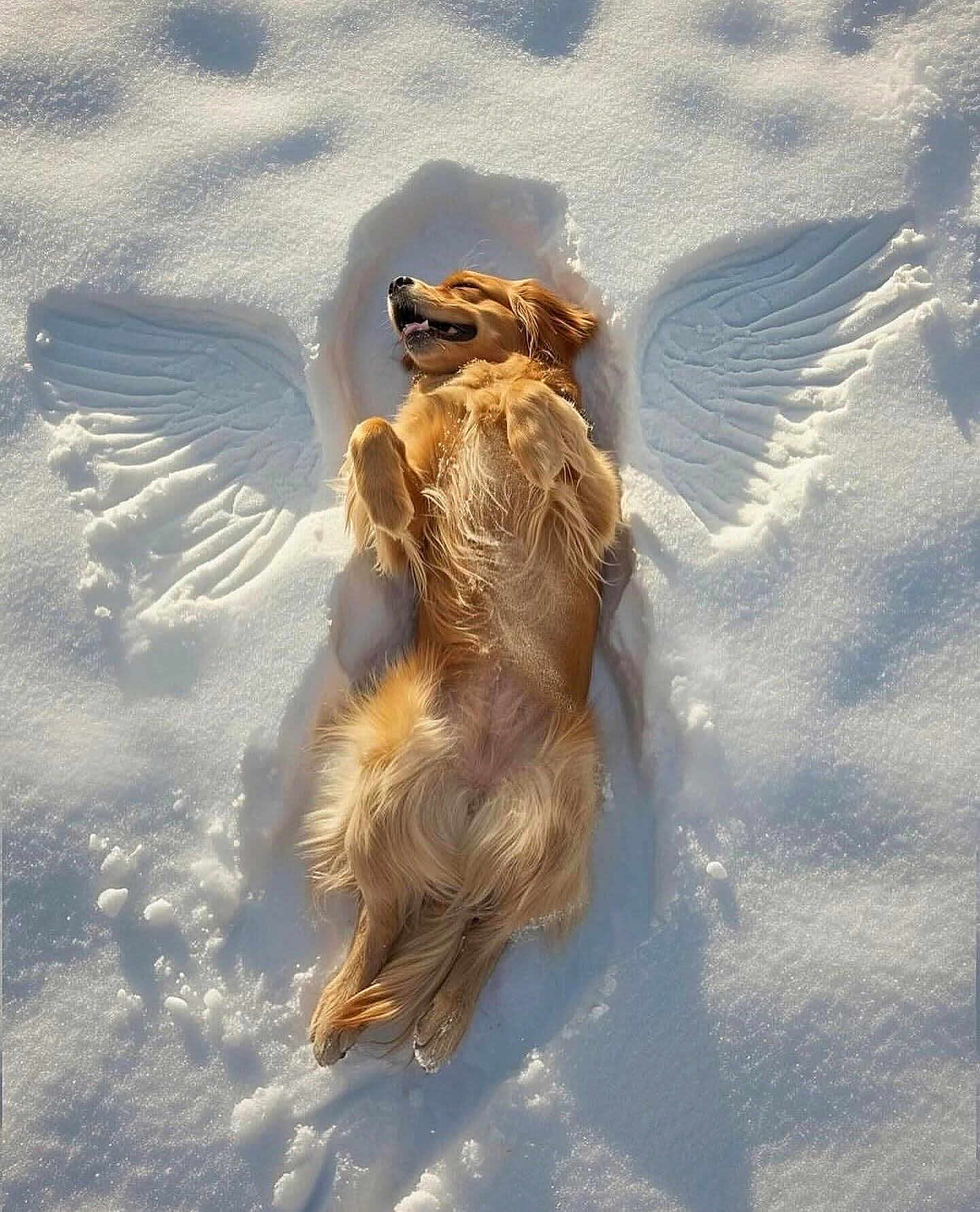 Ginger joined the competition — help win amazing prizes! dog, golden_retriever, snow, snow_angel, outdoor, animal, pet, lying_down, happy, relaxed, winter, sunlight, fur, nature, playful, cold, canine, mammal, joyful, scenic