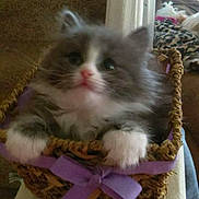 Blueberry joined the competition — help win amazing prizes! kitten, cat, basket, purple_ribbon, furry, pet, indoor, cute, small, animal, feline, fuzzy, adorable, paws, pink_nose, domestic_cat, young_cat, soft, home, decor
