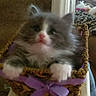 kitten, cat, basket, purple_ribbon, furry, pet, indoor, cute, small, animal, feline, fuzzy, adorable, paws, pink_nose, domestic_cat, young_cat, soft, home, decor