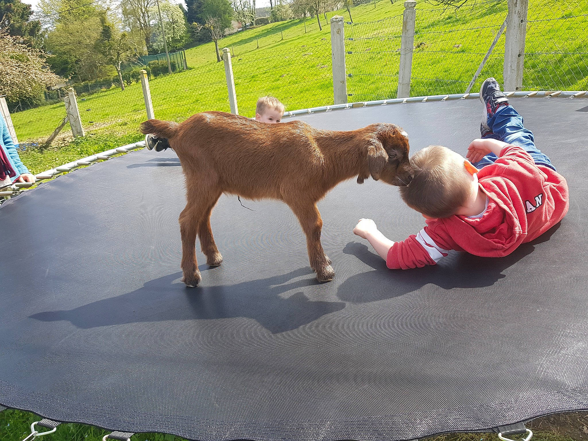 Mickey a rejoint le concours — aidez-le/la à gagner de superbes lots ! bovine, cow_goat_family, fawn, goats, grass, livestock, trampoline, trampolining_equipment_and_supplies, working_animal