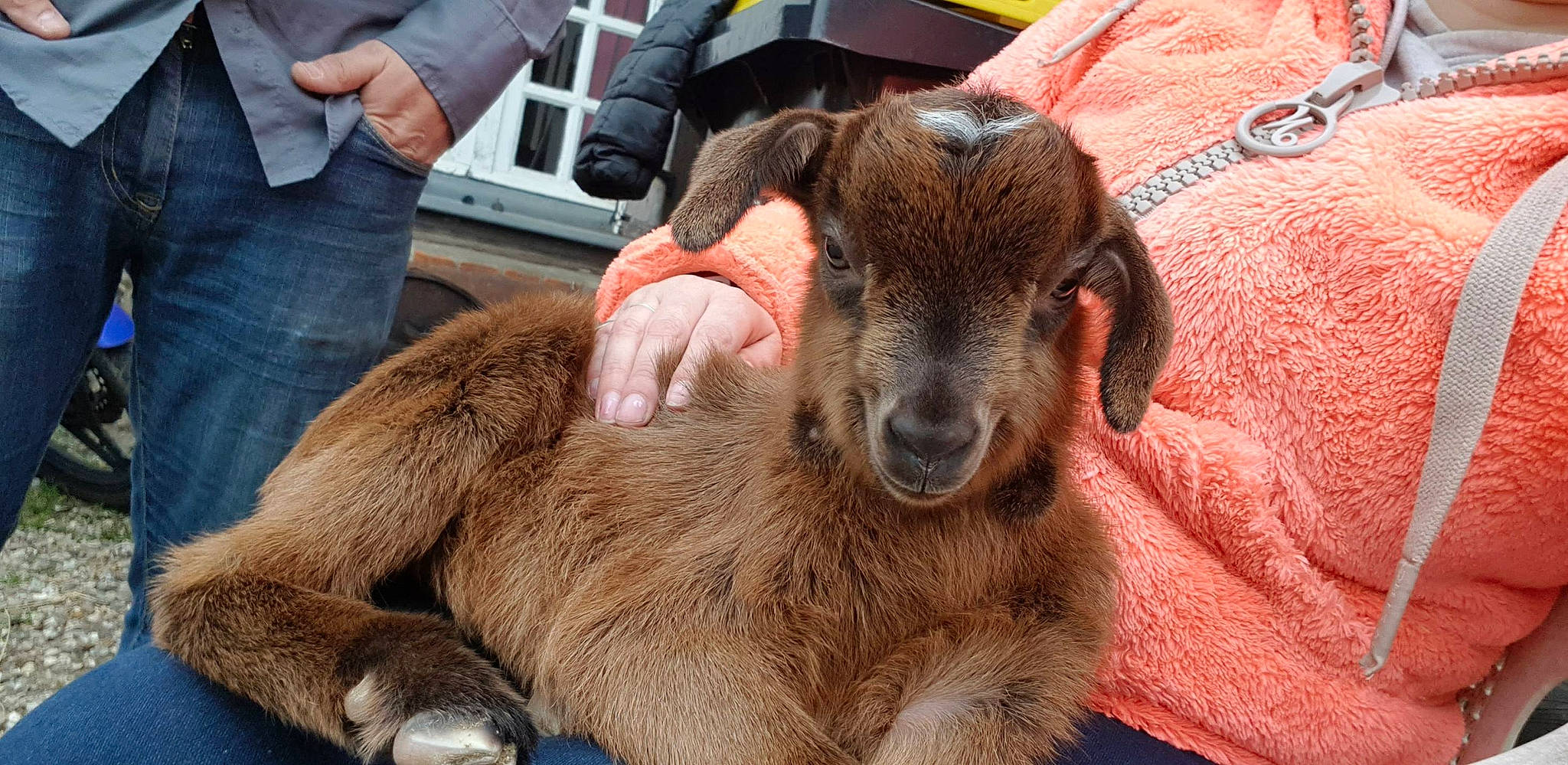 Mickey participe au concours pour gagner de l'argent avec cette photo : cow_goat_family, fawn, goat, goats, mammal, sheep, snout, working_animal