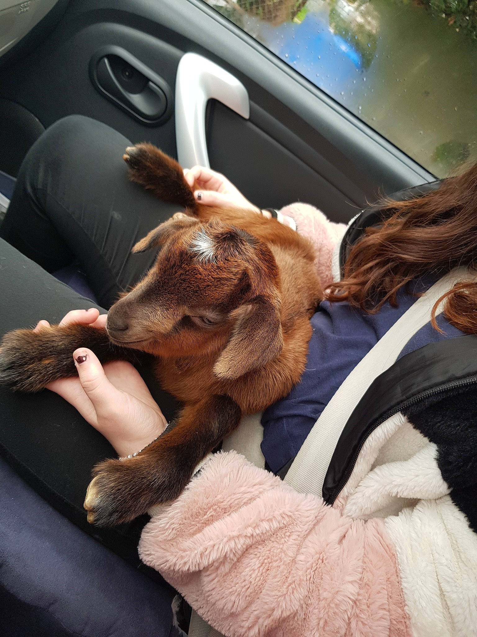 Mickey participe au concours pour gagner de l'argent avec cette photo : canidae, carnivore, companion_dog, dog, dog_breed, ear, fur, goats, puppy_love, snout