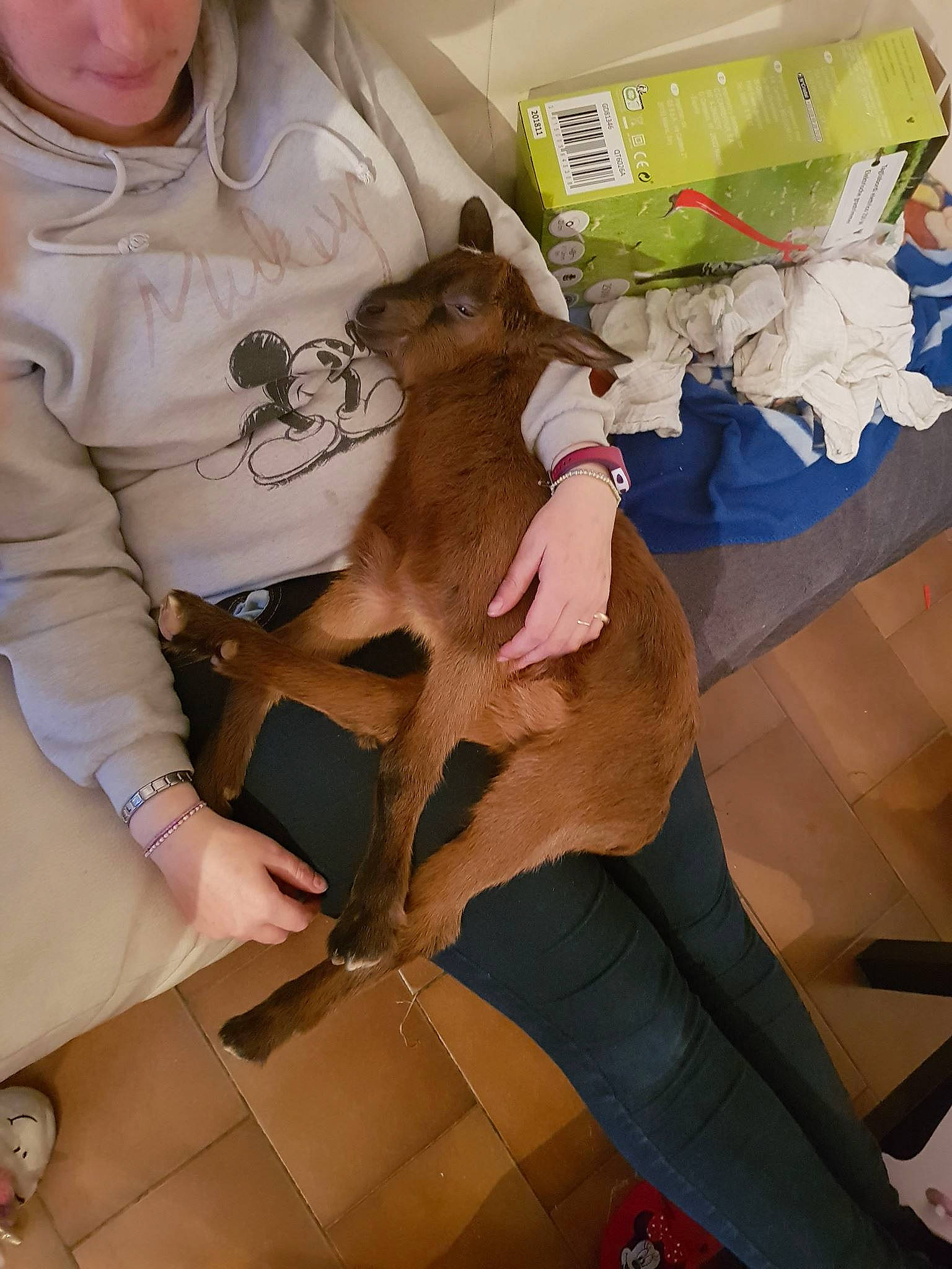 Mickey participe au concours pour gagner de l'argent avec cette photo : canidae, cardboard, carnivore, fawn