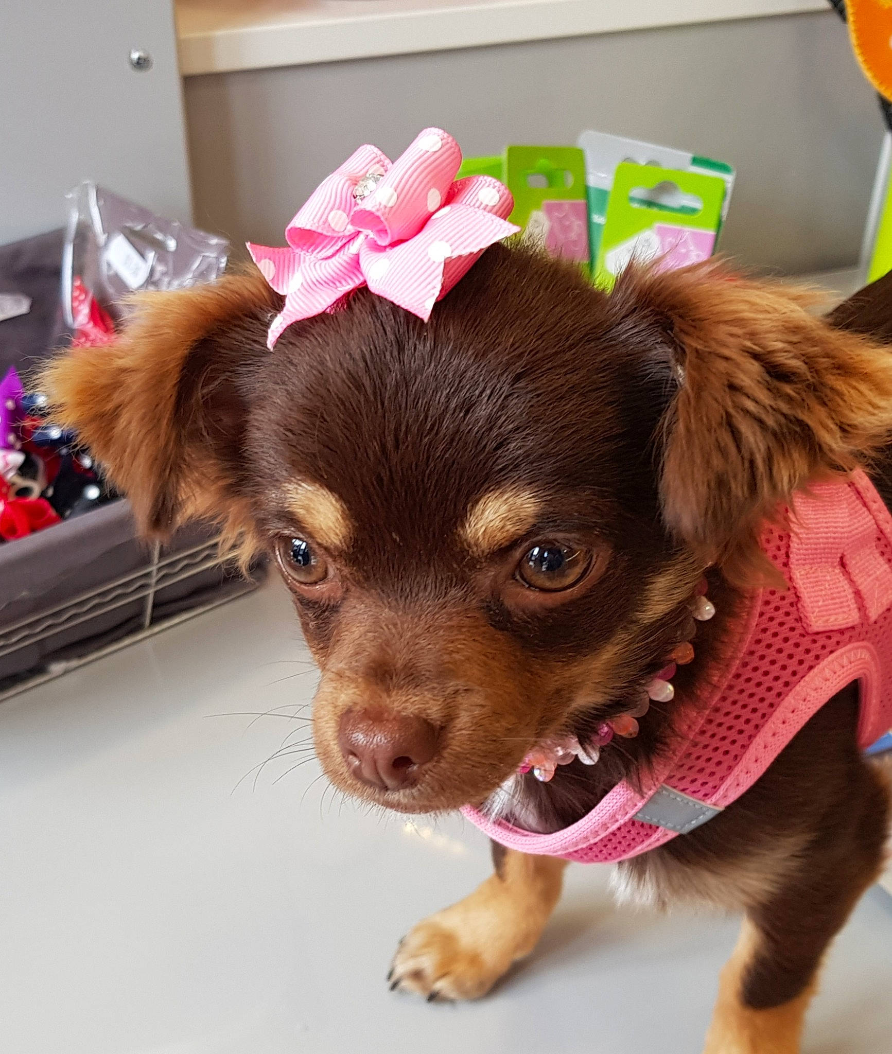 Poppy a rejoint le concours — aidez-le/la à gagner de superbes lots ! canidae, carnivore, chihuahua, companion_dog, dog, dog_breed, dog_clothes, ear, fashion_accessory, fawn, pink, puppy, puppy_love, russkiy_toy, sporting_group, toy_dog