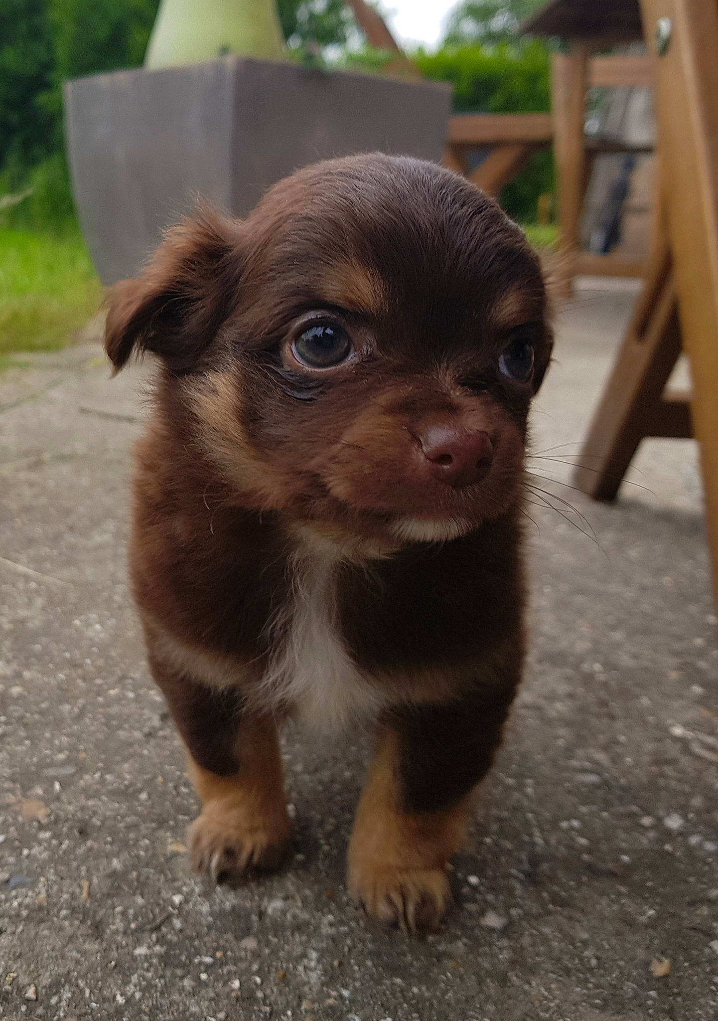 Poppy a rejoint le concours — aidez-le/la à gagner de superbes lots ! canidae, carnivore, chihuahua, chinese_imperial_dog, companion_dog, dog, dog_breed, fawn, liver, mammal, puppy, rainforest, rare_breed_dog, small_greek_domestic_dog, snout, sporting_group, toy_dog, vertebrate, yorkipoo