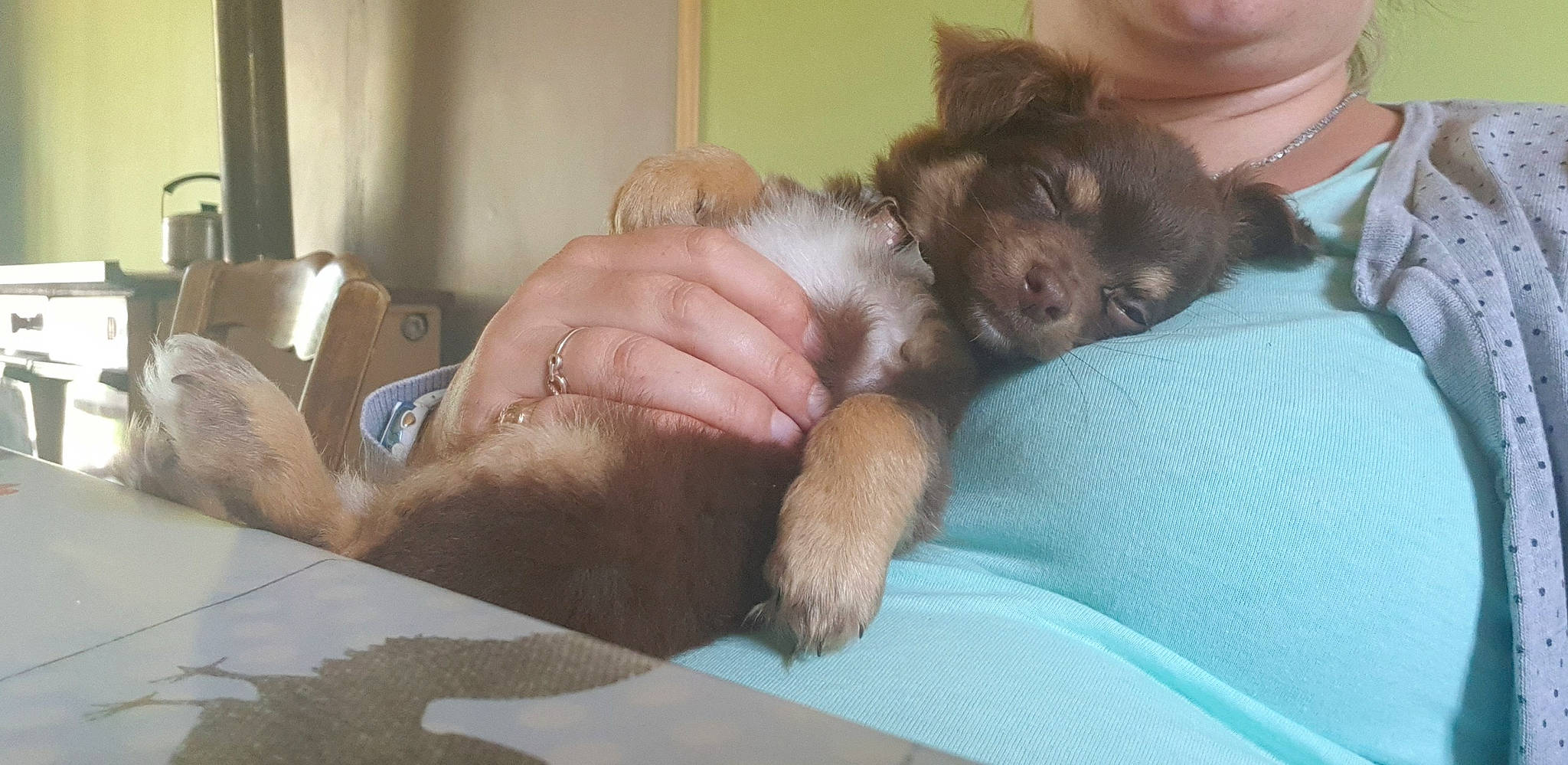 Poppy participe au concours pour gagner de l'argent avec cette photo : bolonka, canidae, carnivore, cockapoo, companion_dog, dog, dog_breed, havanese, labradoodle, morkie, non_sporting_group, puppy, puppy_love, schnoodle, shih_tzu, sporting_group, toy_dog, yorkipoo