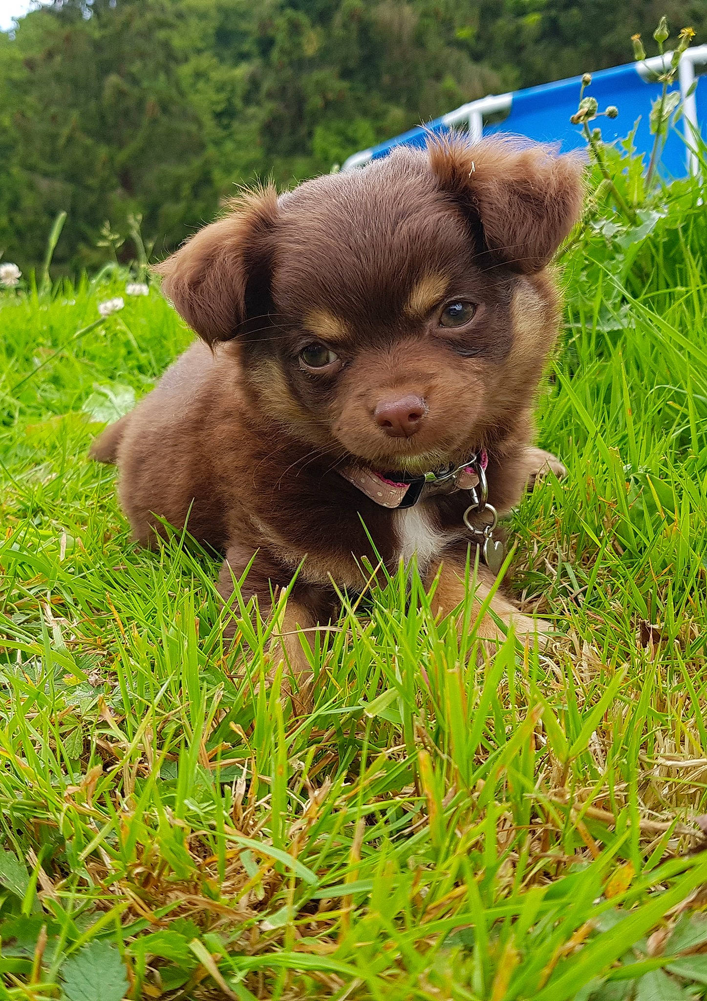 Poppy participe au concours pour gagner de l'argent avec cette photo : bolonka, canidae, carnivore, companion_dog, dog, dog_breed, fawn, grass, liver, mammal, puppy, rainforest, rare_breed_dog, sporting_group, vertebrate
