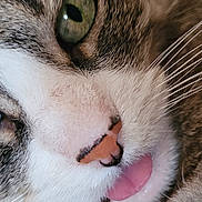 Mouna participe au concours pour gagner de l'argent avec cette photo : animal, cat, close_up, cute, cute_expression, domestic_cat, face, feline, fur, green_eye, mammal, pet, pink_nose, playful, portrait, soft, tabby, tongue, whiskers, white_fur