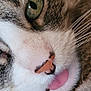 animal, cat, close_up, cute, cute_expression, domestic_cat, face, feline, fur, green_eye, mammal, pet, pink_nose, playful, portrait, soft, tabby, tongue, whiskers, white_fur