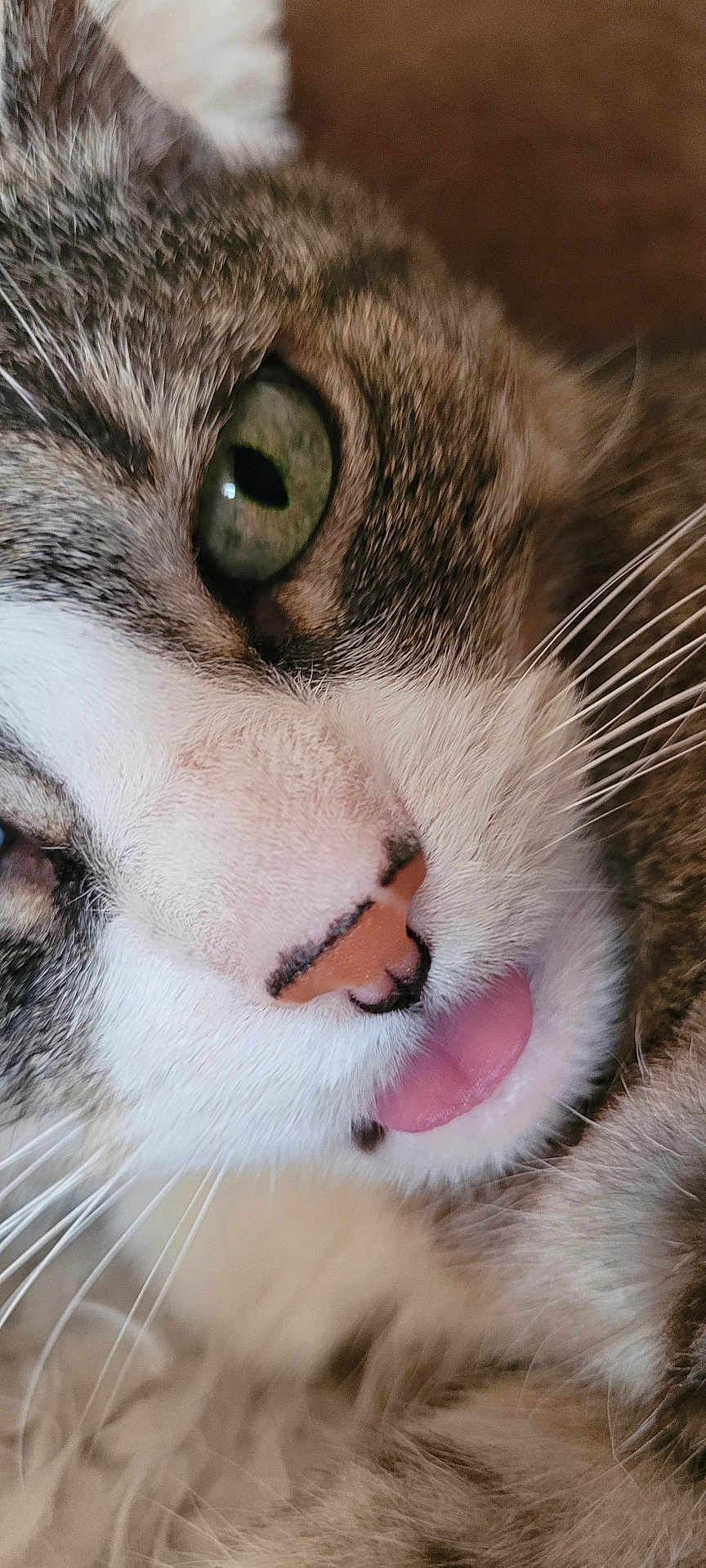 Mouna participe au concours pour gagner de l'argent avec cette photo : animal, cat, close_up, cute, cute_expression, domestic_cat, face, feline, fur, green_eye, mammal, pet, pink_nose, playful, portrait, soft, tabby, tongue, whiskers, white_fur