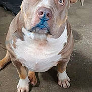 Tyson a rejoint le concours — aidez-le/la à gagner de superbes lots ! carnivore, companion_dog, dog, dog_breed, fawn, non_sporting_group, photography, road_surface, snout, sporting_group, terrestrial_animal, working_animal