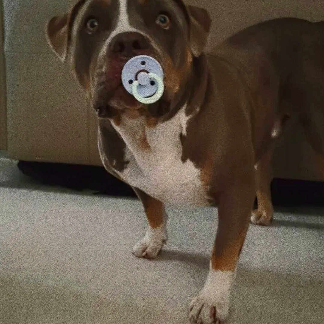 Tysou a rejoint le concours — aidez-le/la à gagner de superbes lots ! canidae, carnivore, collar, companion_dog, dog, dog_breed, dog_collar, fawn, flooring, fur, leash, liver, molosser, paw, sporting_group, tail, whiskers, wood, working_animal, working_dog