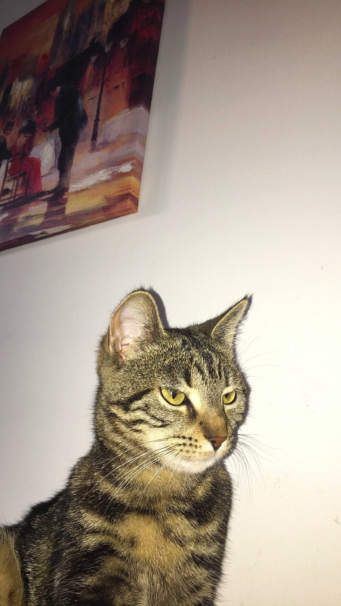 Oxanna a rejoint le concours — aidez-le/la à gagner de superbes lots ! aegean_cat, american_shorthair, asian, bengal, california_spangled, carnivore, cat, domestic_short_haired_cat, dragon_li, egyptian_mau, european_shorthair, felidae, kitten, mammal, ocicat, small_to_medium_sized_cats, snout, tabby_cat, toyger, whiskers