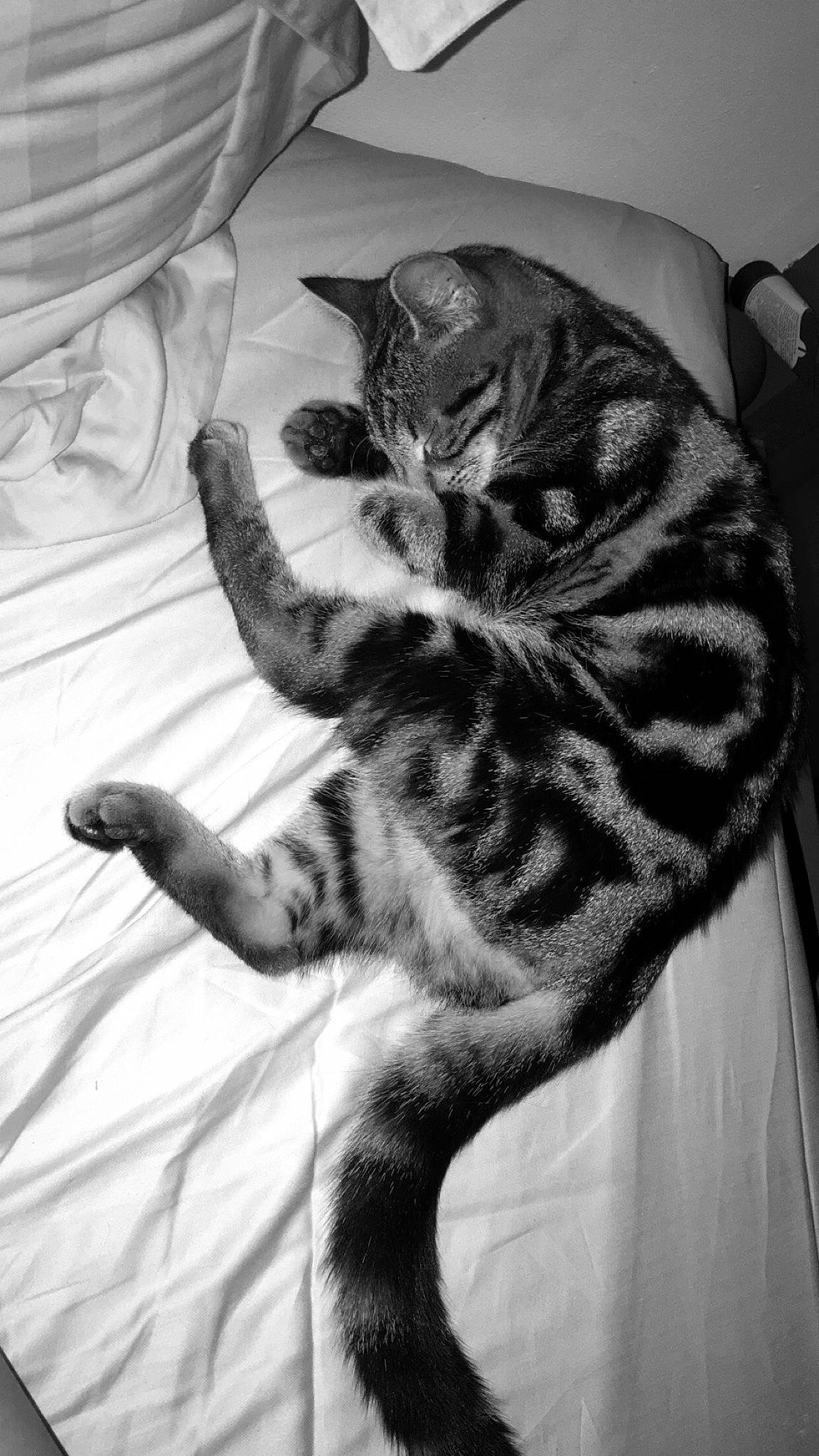 Oxanna participe au concours pour gagner de l'argent avec cette photo : american_shorthair, asian, black_and_white, british_shorthair, carnivore, cat, domestic_short_haired_cat, dragon_li, european_shorthair, felidae, fur, kitten, monochrome, monochrome_photography, paw, small_to_medium_sized_cats, tabby_cat, tail, whiskers, white