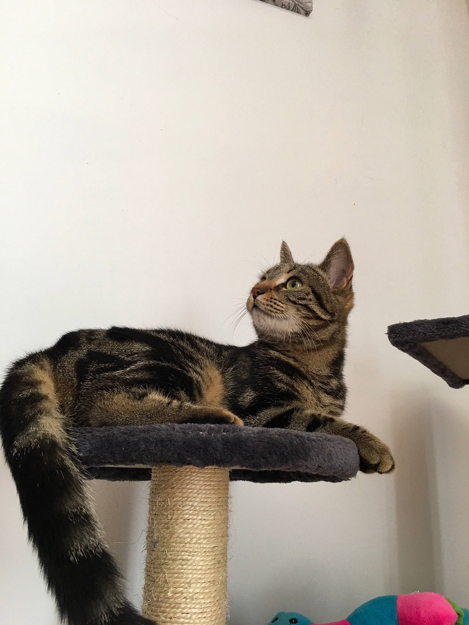 Oxanna participe au concours pour gagner de l'argent avec cette photo : american_shorthair, asian, california_spangled, carnivore, cat, chausie, domestic_short_haired_cat, dragon_li, european_shorthair, felidae, fur, kitten, mammal, ocicat, sitting, small_to_medium_sized_cats, sokoke, tabby_cat, tail, whiskers