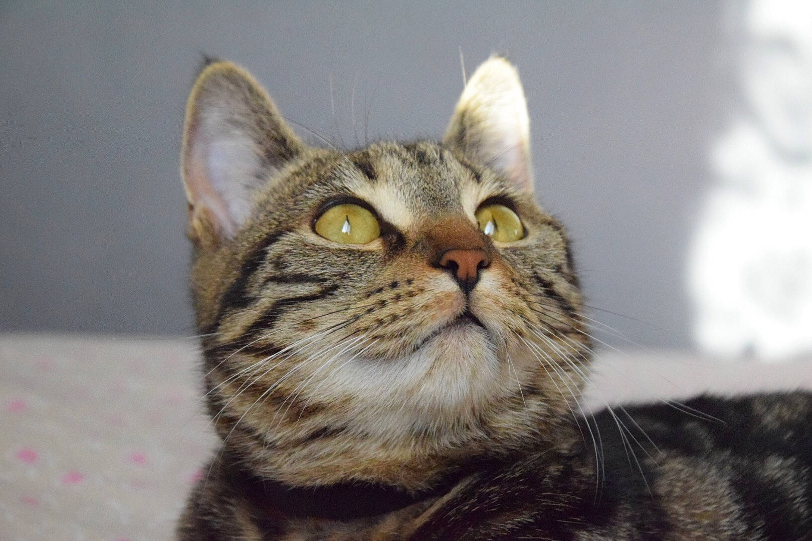 Oxanna a rejoint le concours — aidez-le/la à gagner de superbes lots ! carnivore, cat, close_up, domestic_short_haired_cat, felidae, fur, paw, small_to_medium_sized_cats, snout, terrestrial_animal, whiskers, wildlife, window