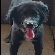 Westley is registered to the contest to win money with this photo: animal, black_and_white, canine, carpet, couch, cute, dog, domestic_animal, ears, fur, happy, indoor, living_room, pet, playful, puppy, smiling, tail, tongue_out, young_dog
