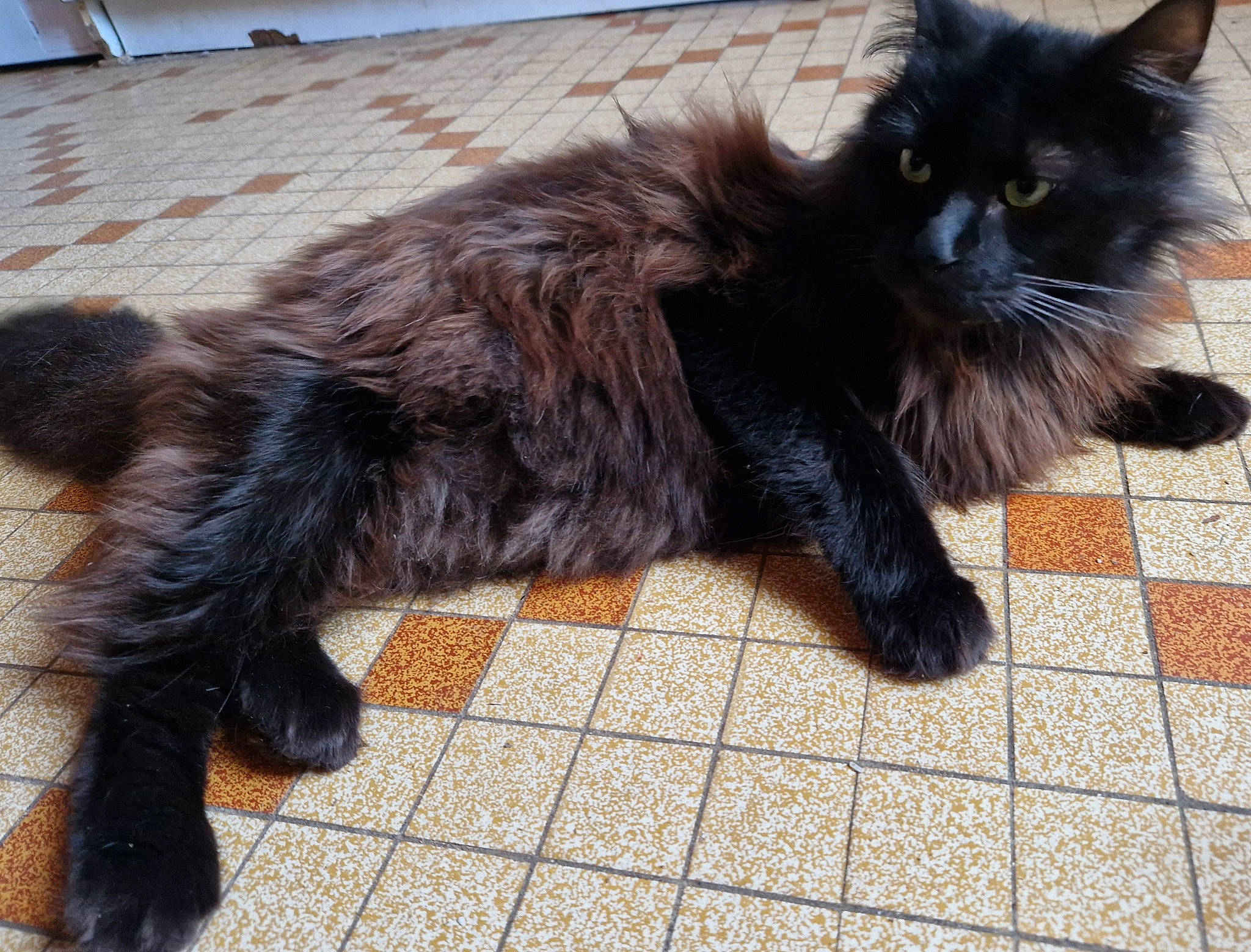 Billy a rejoint le concours — aidez-le/la à gagner de superbes lots ! black_cat, bombay, carnivore, cat, claw, domestic_short_haired_cat, felidae, flooring, foot, fur, human_leg, paw, sitting, small_to_medium_sized_cats, tail, terrestrial_animal, tile_flooring, whiskers