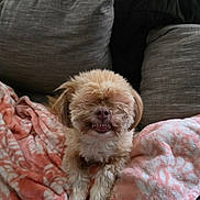 Juju is registered to the contest to win money with this photo: dog, small_dog, fluffy, pet, smiling, blanket, pink_blanket, couch, gray_couch, furniture, indoor, cozy, relaxed, cute, animal, mammal, paw, fur, face, resting